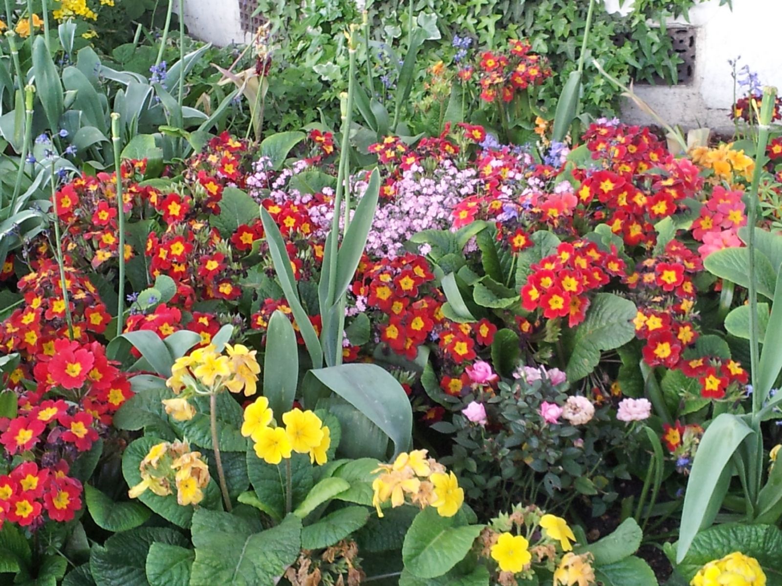 Chelsea Flower Show